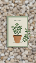 Yerba Buena Seed Packet