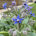 Young Borage herbal plant