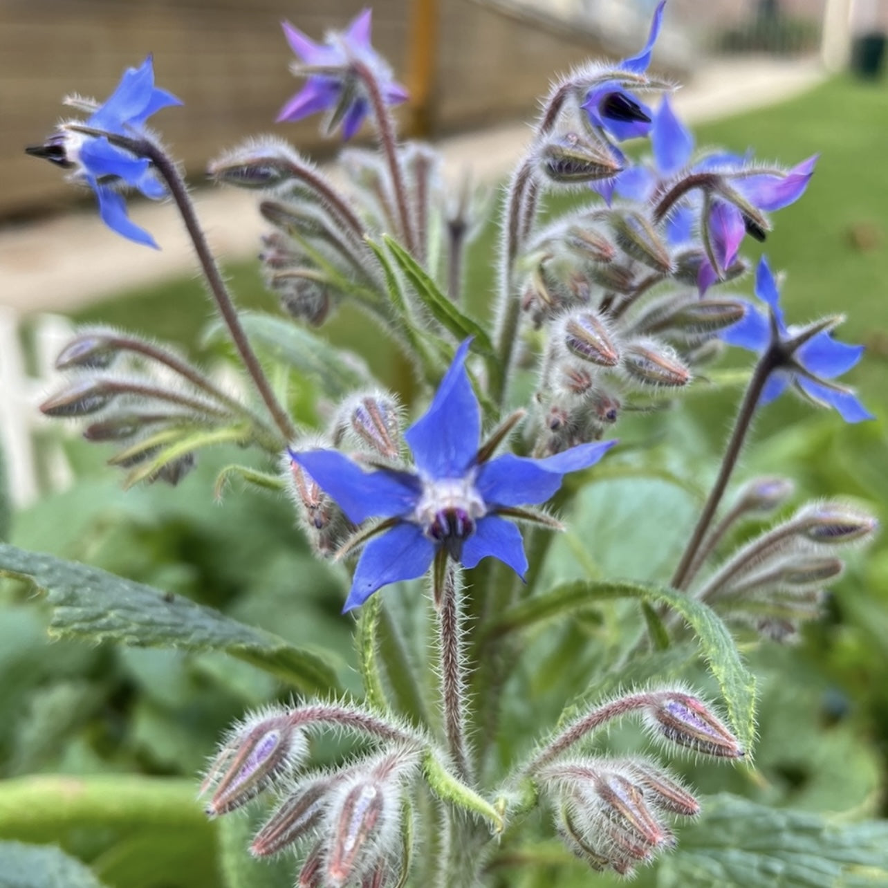 Young Borage herbal plant